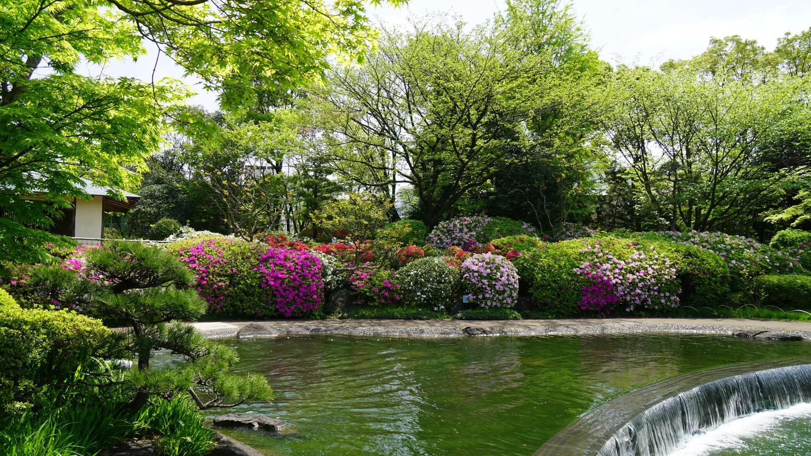 Spring greenery and azaleas by the pond in Gyosen Park’s Heisei garden.