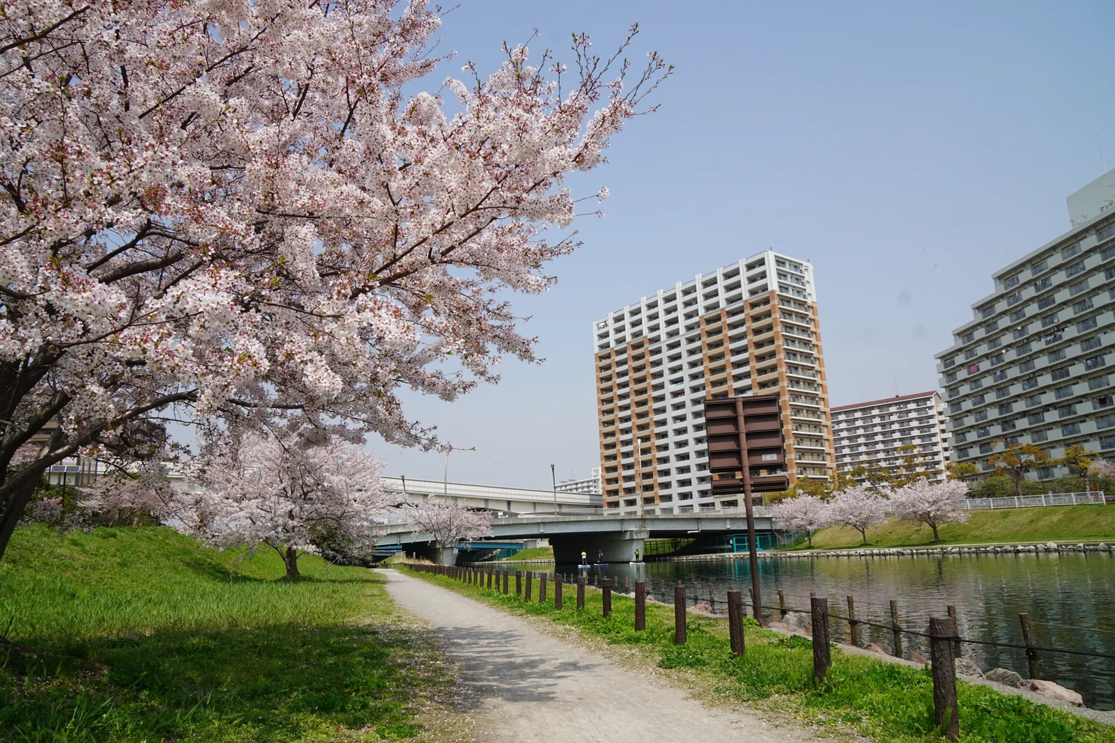 Cherry trees along the Kyu-Nakagawa in the neighbouring Higashi-ojima area.
