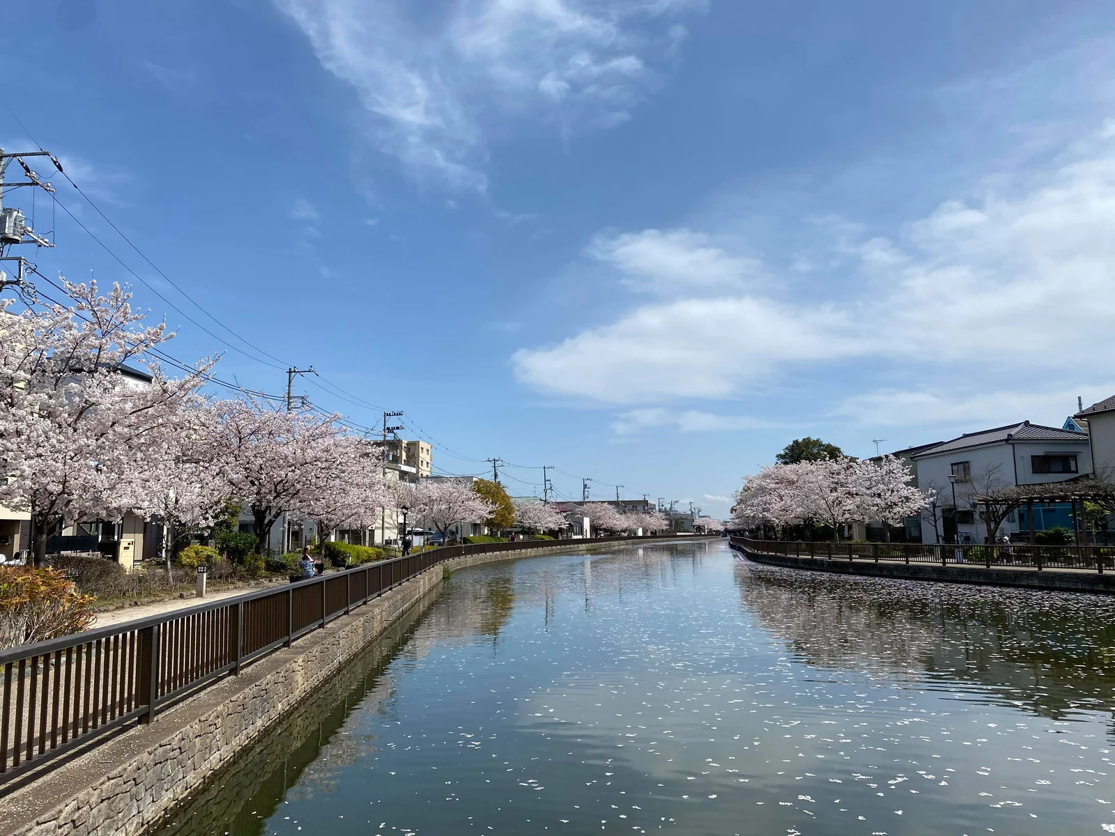 Cherry trees on both banks of the Shinkawa, with blue sky reflected in the water.