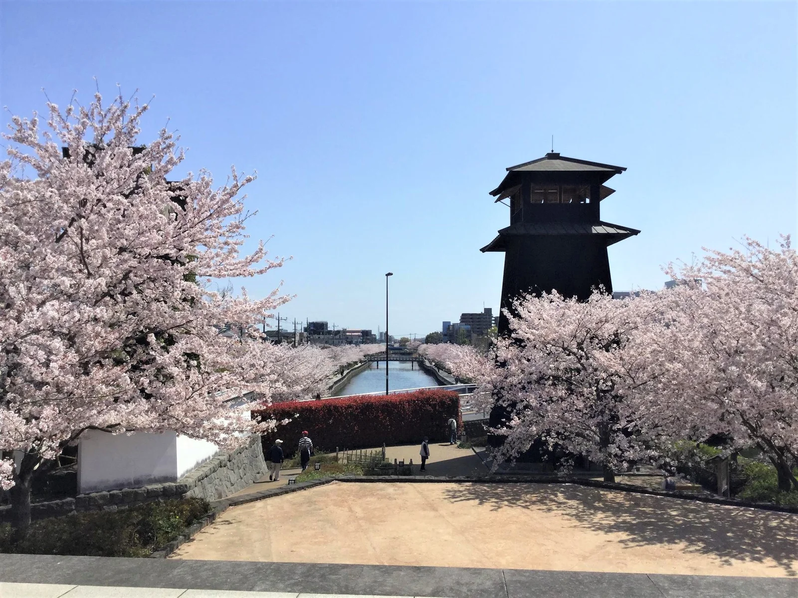 Cherry blossoms and the fire-watch tower at Shinkawa’s west water-gate square.