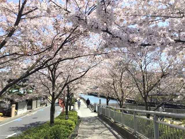 Cherry branches above the walking path beside the Shinkawa.